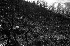 New growth a year after a fire in Provo Canyon.