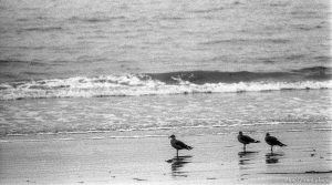 birds and surf at the beach.