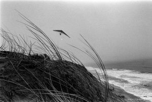 hang glider at Fort Funston.