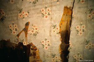 Old wallpaper in abandoned house.