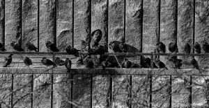 Man sleeps with pigeons