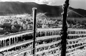 Sprinklers making ice on fence.