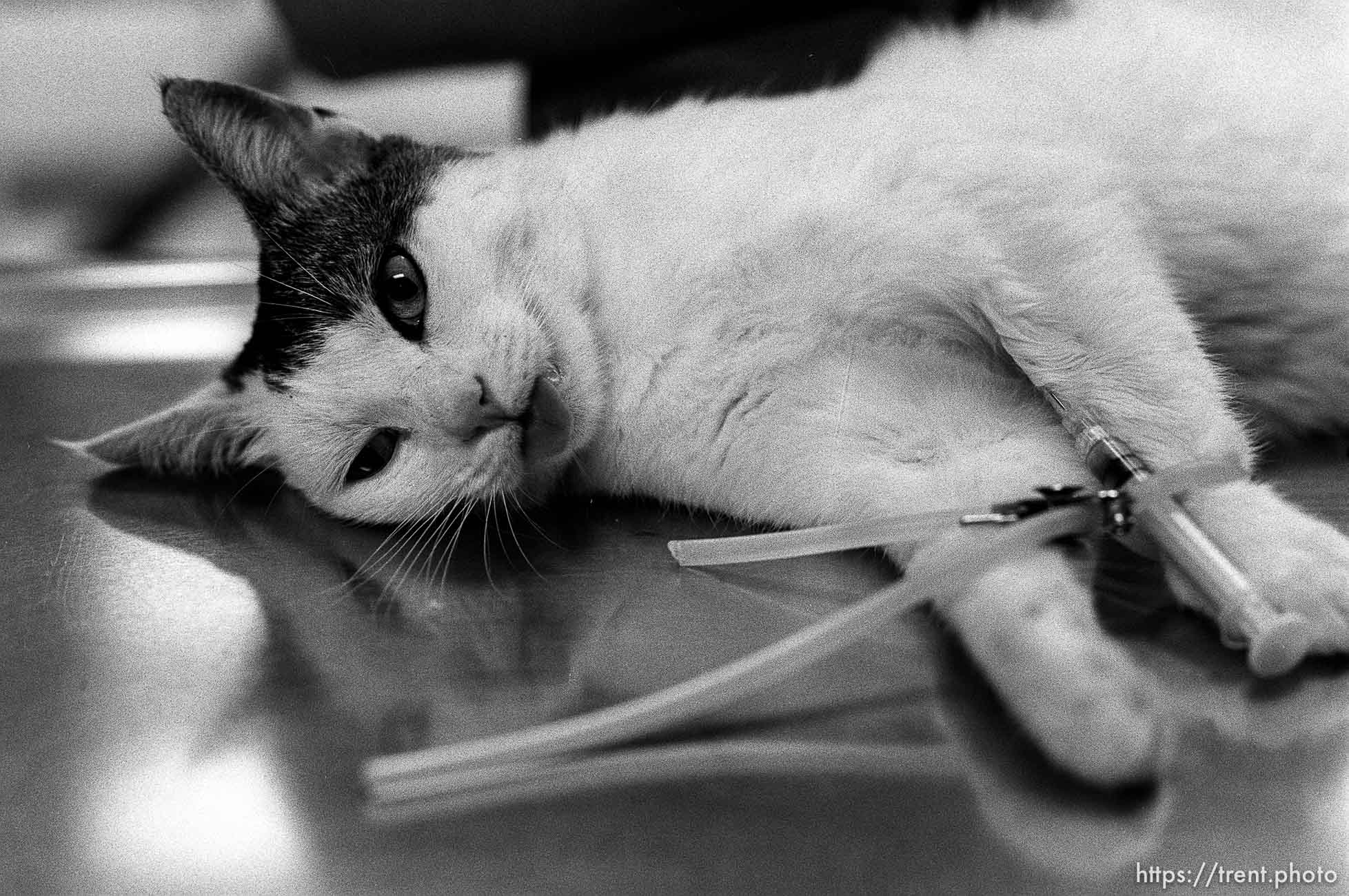 Lafayette Animal Hospital