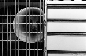 Dog with Elizabethan Hood at the Lafayette Animal Hospital