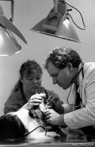 De-barking operation at the Lafayette Animal Hospital