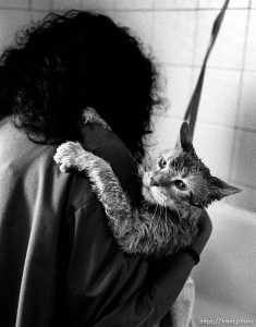 Cat gets washed at the Lafayette Animal Hospital