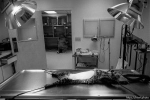 Cat strapped down and shaved for surgery at Lafayette Animal Hospital