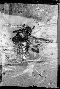 Produce Woman, day 41