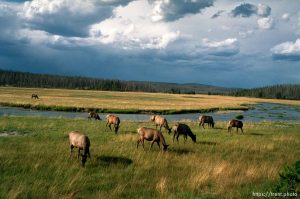 Elk in Yellowstone National Park