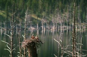 Osprey in nest