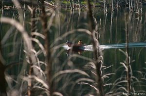 Canoe in lake through trees
