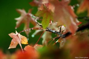 Rain drops on fall colored leaves