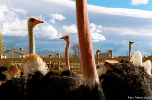 Ostriches.