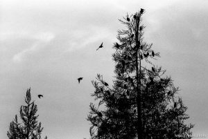Birds in tree across from Nelson home