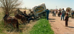 Horses go wild and drag Utah Centennial wagon into a ditch during the Mormon Pioneer Wagon Train re-enactment. ferris thurston dives for safety- 