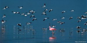 Pink Floyd, a Chilean flamingo that escaped from Tracy Aviary in 1988, on the shore of the Great Salt Lake where it spends most winters.