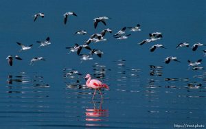 Pink Floyd, a Chilean flamingo that escaped from Tracy Aviary in 1988, on the shore of the Great Salt Lake where it spends most winters.