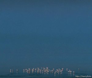 Birds on the shore of the Great Salt Lake
