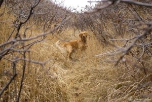 Mountain Dell - On a walk with Sophie. 12.13.2002, 9:29:59 AM