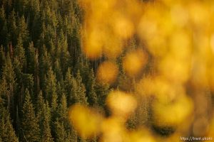 aspen leaves, pine trees. Fall colors at the top of Guardsman Pass