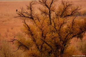 A bald eagle along the west side of Utah Lake, south of Saratoga Springs.