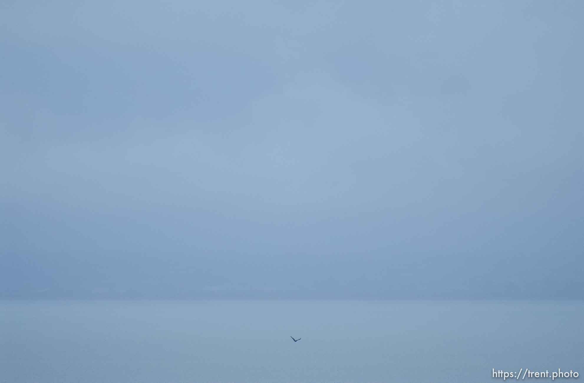 Canon EOS-1D Mark II N