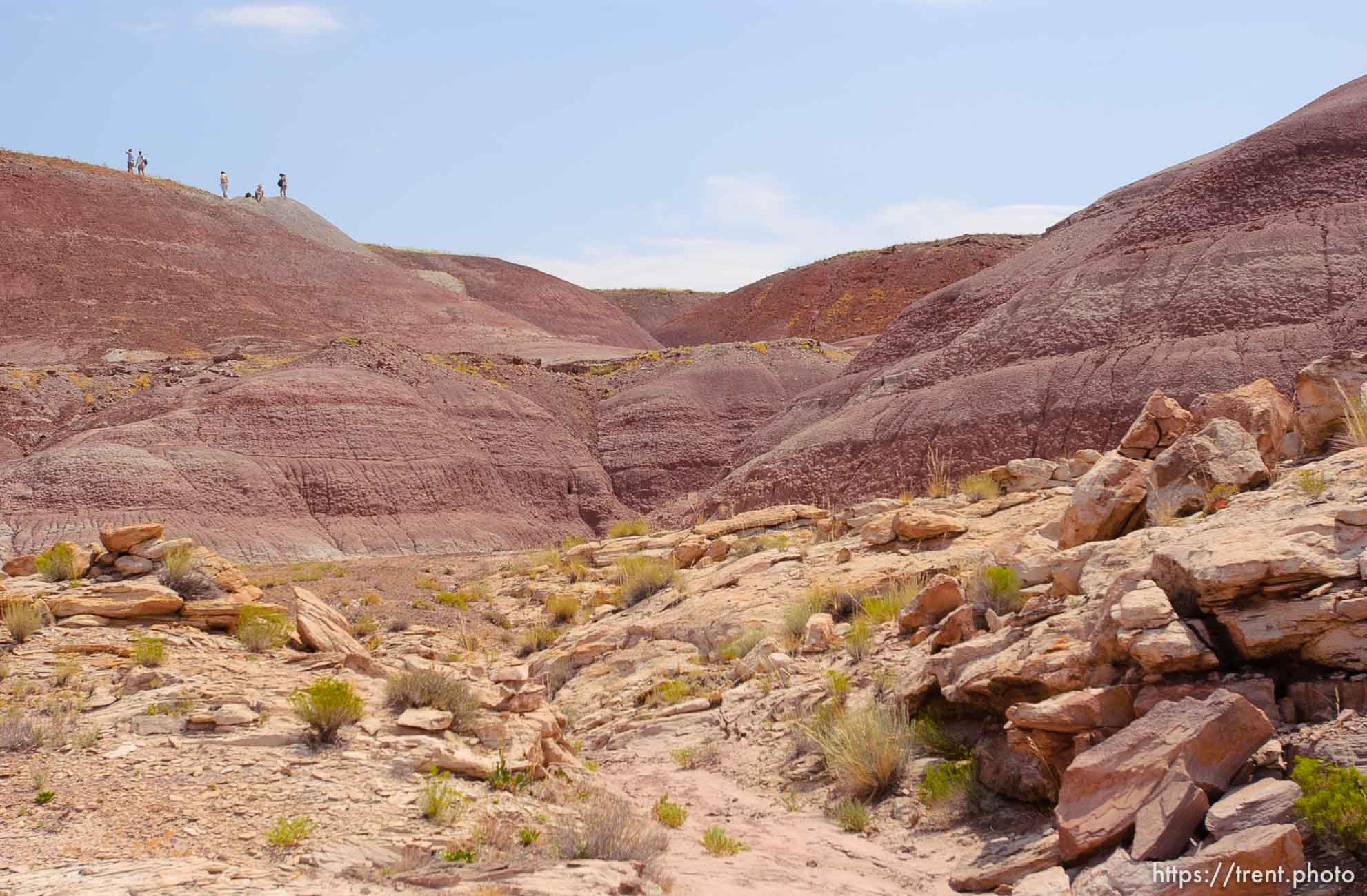 Canon EOS-1D Mark II N