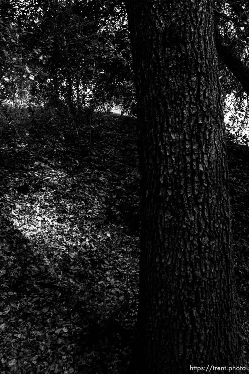 Bishop Ranch Regional Preserve