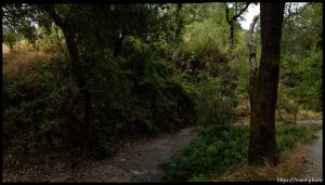 walking path and trees in San Ramon