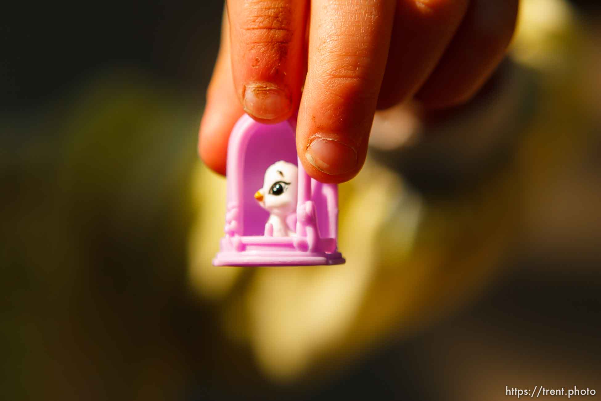 Polygamy in the American West