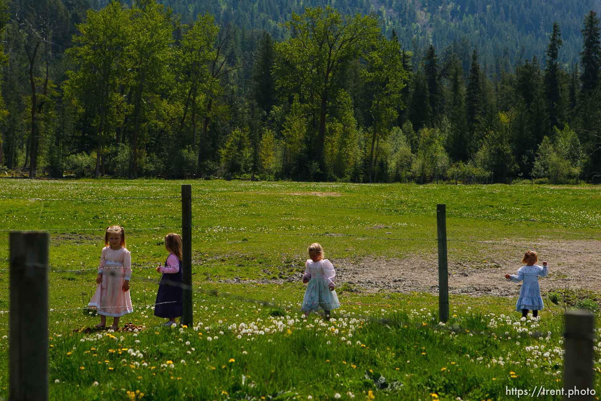Polygamy in the American West