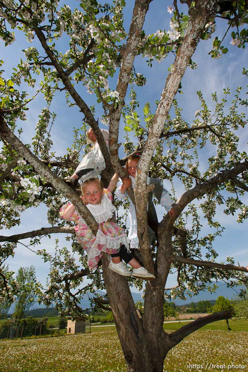 Canon EOS-1D Mark II N