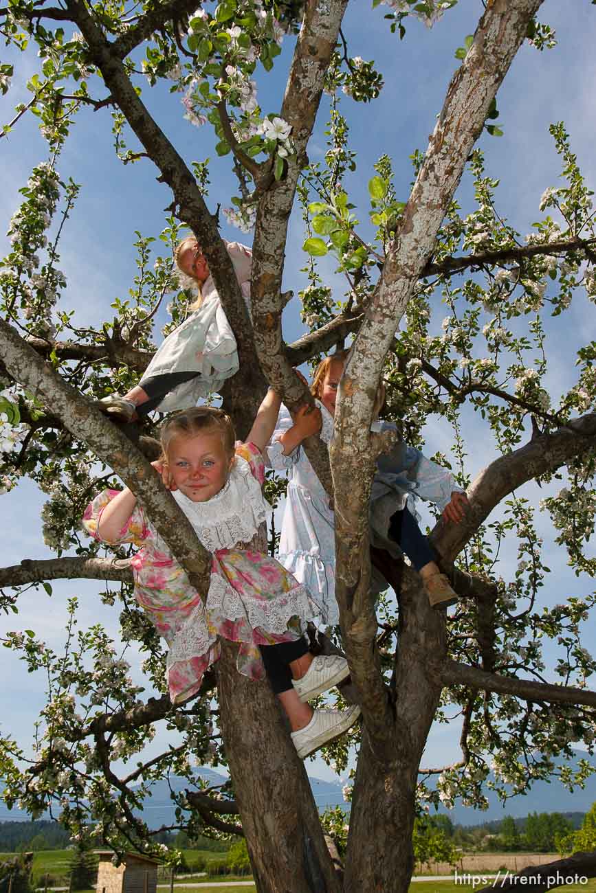 Canon EOS-1D Mark II N