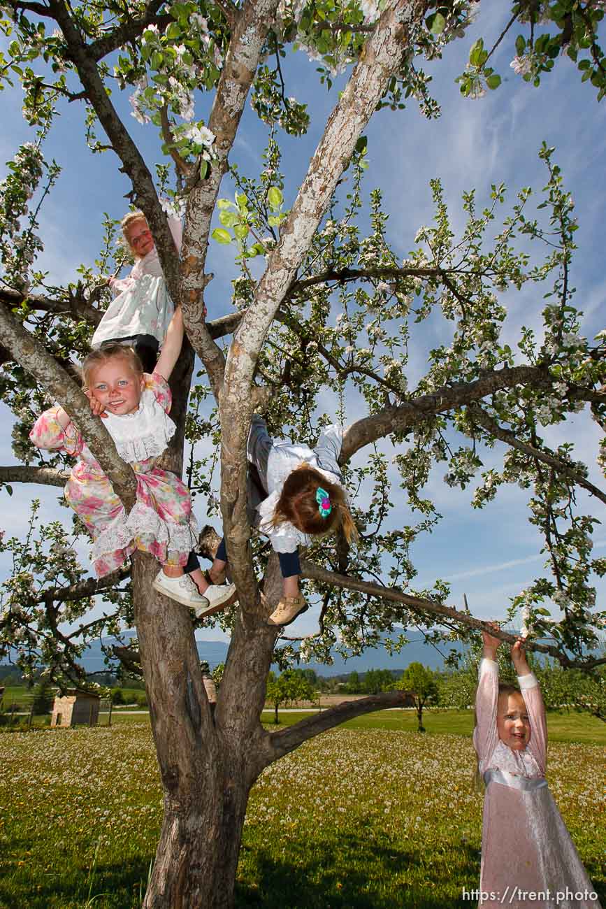 Canon EOS-1D Mark II N