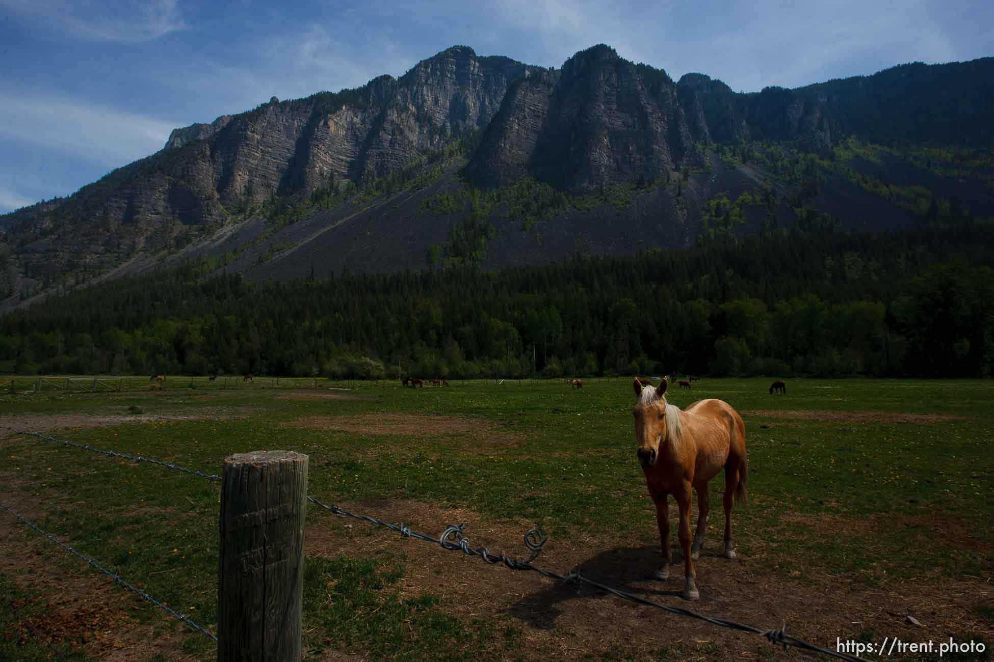 Polygamy in the American West