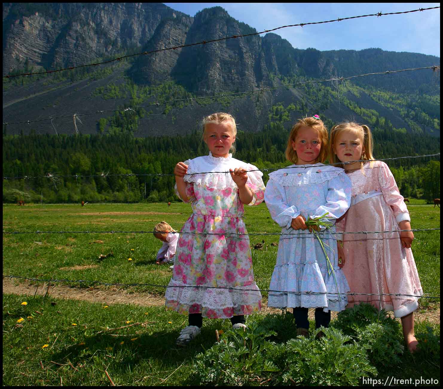 Canon EOS-1D Mark II N