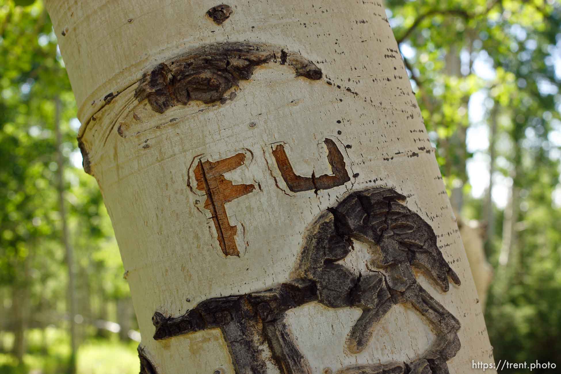 Canon EOS-1D Mark II N