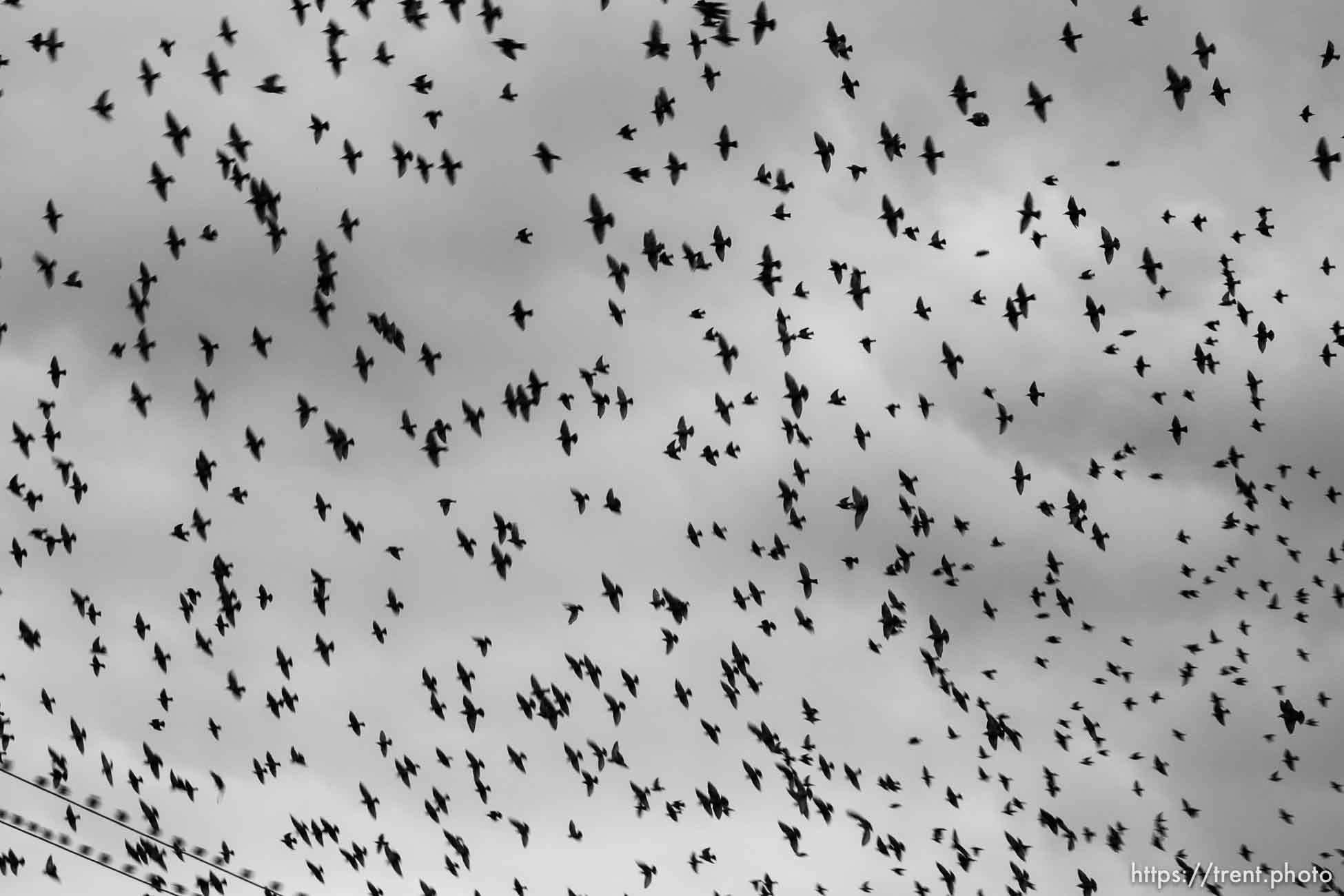 Canon EOS-1D Mark II N