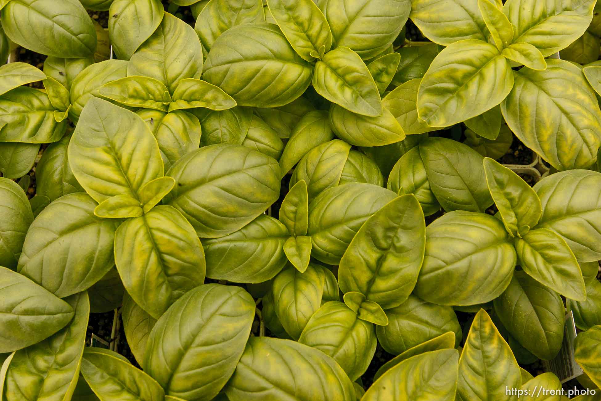 Polygamy in the American West