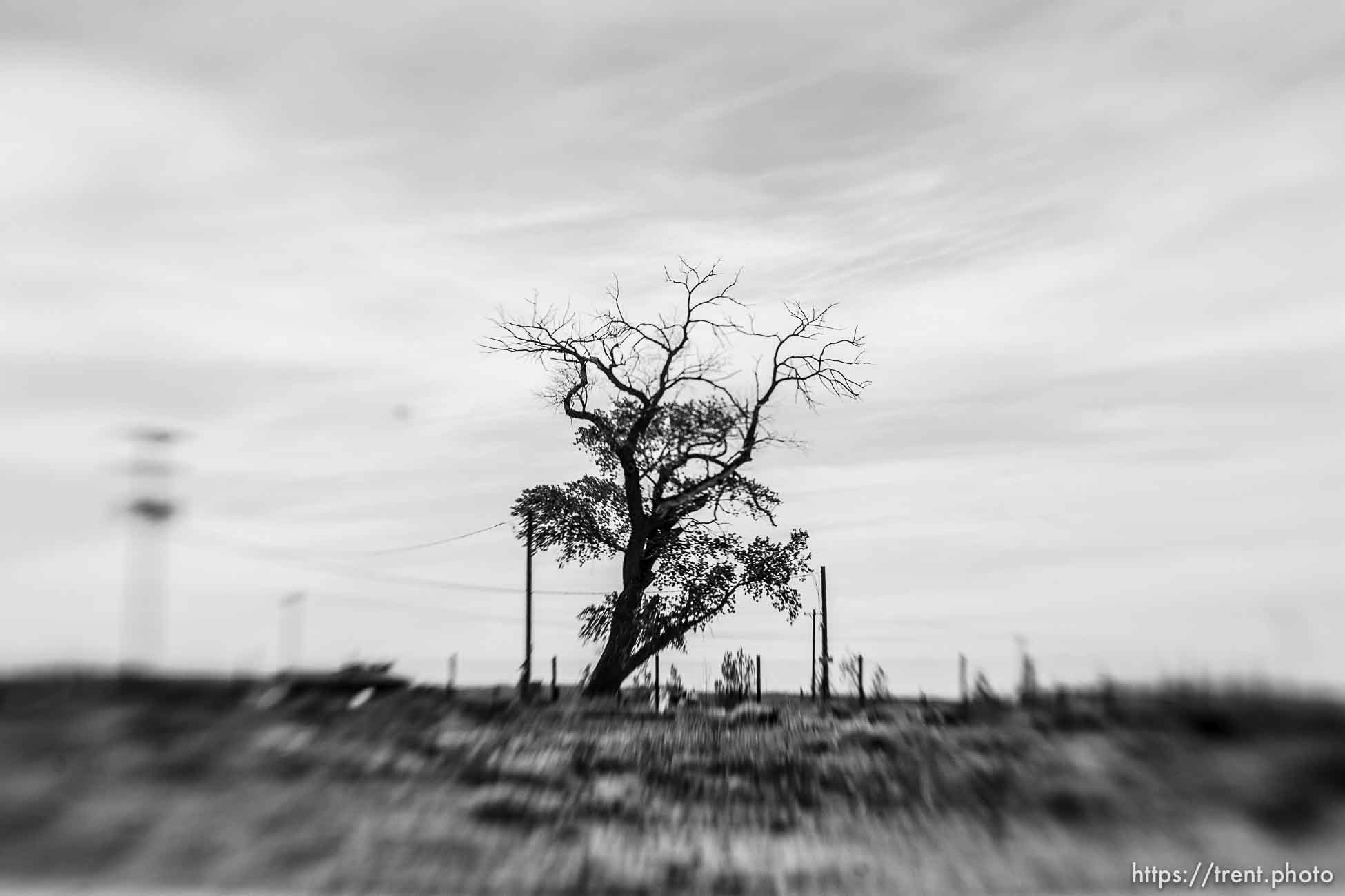 Polygamy in the American West