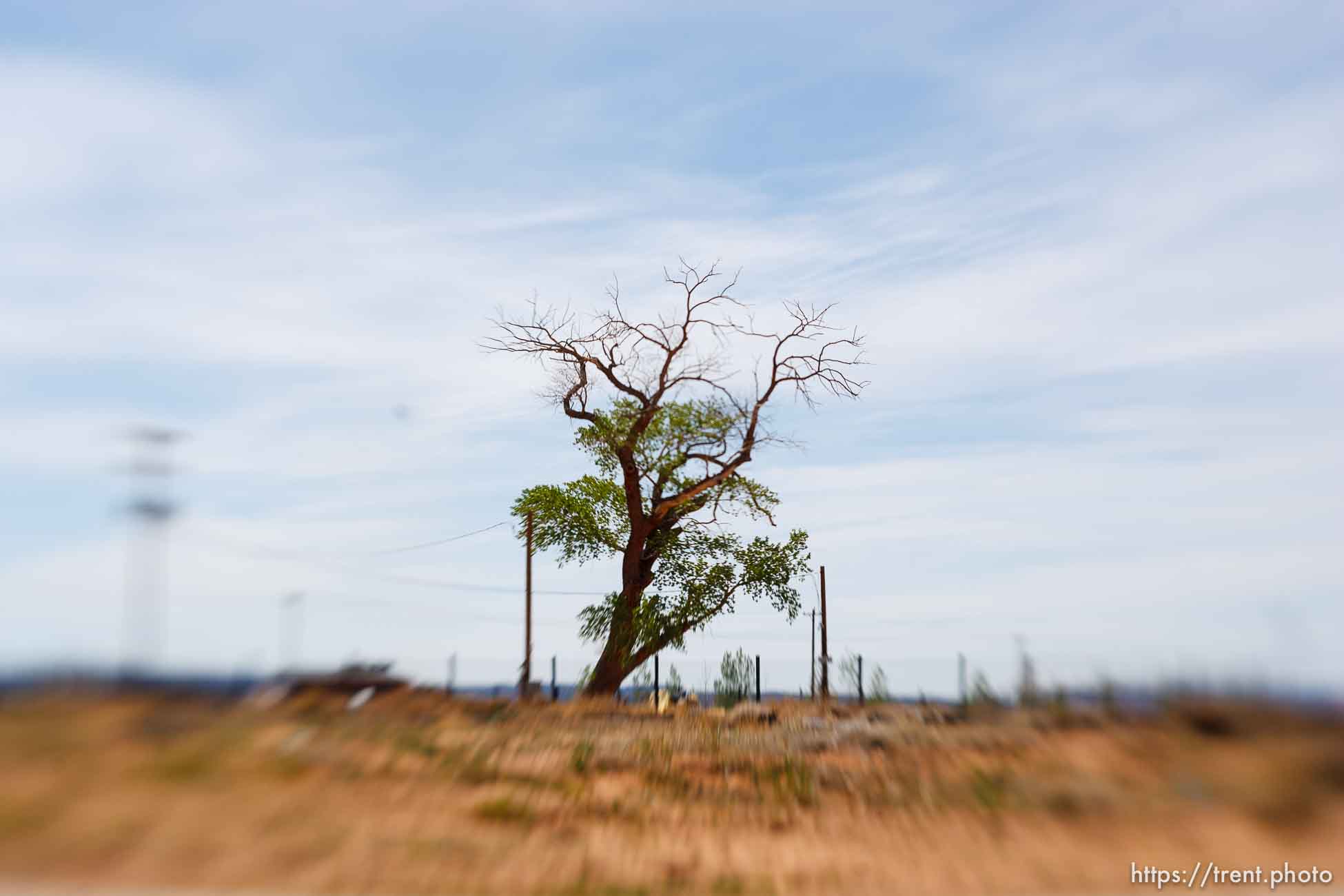 Polygamy in the American West