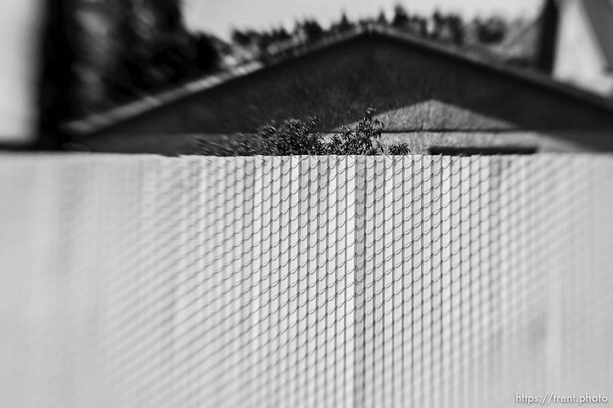 Polygamy in the American West