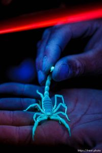 Sand Hollow State Park - With the help of a black light, scorpion expert Dan Richards looks for scorpions at Sand Hollow State Park.