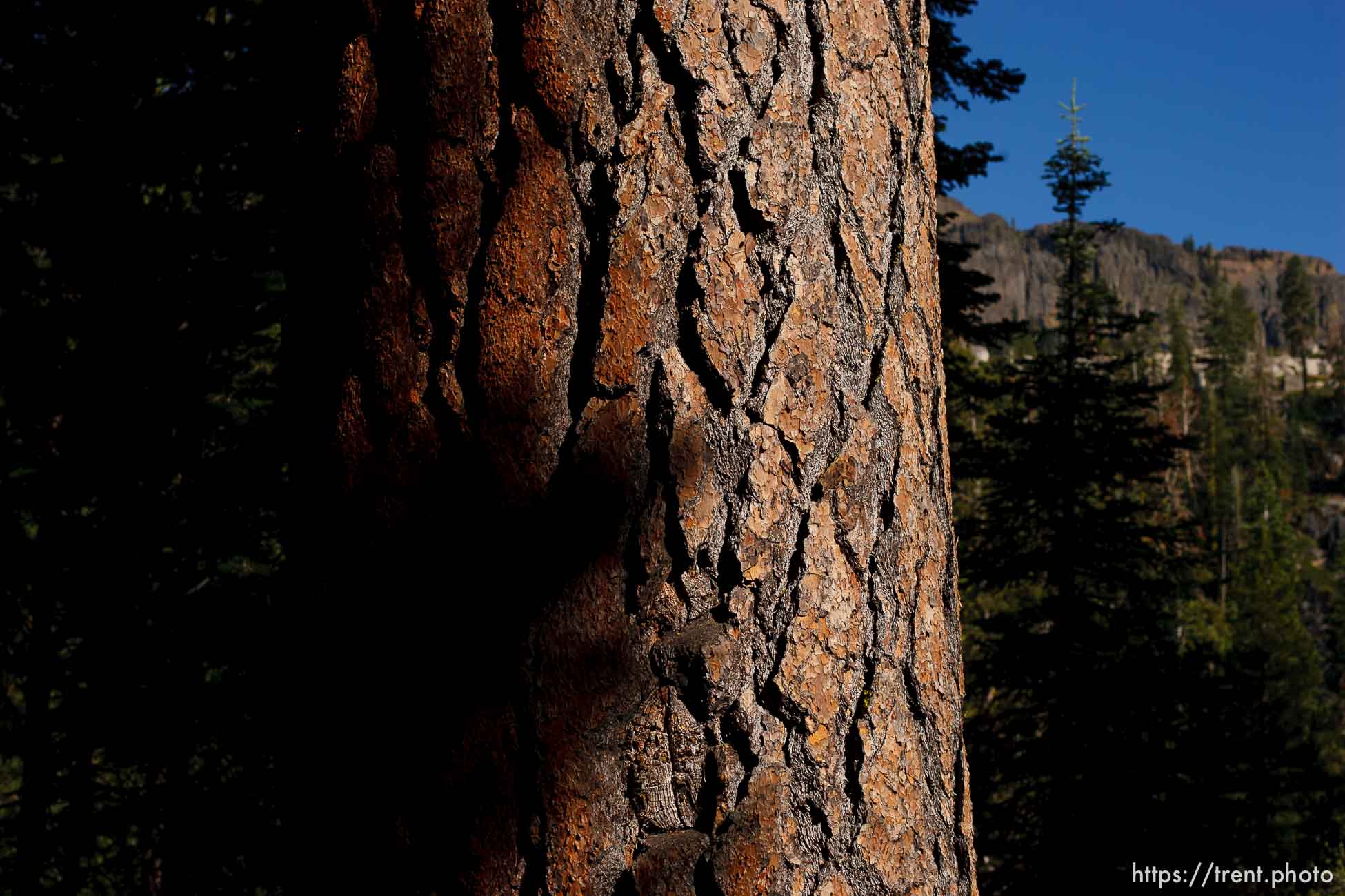 Canon EOS-1D Mark II N