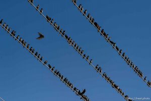Trent Nelson  |  The Salt Lake Tribune Starlings in flight near Magna, Friday November 7, 2014.
