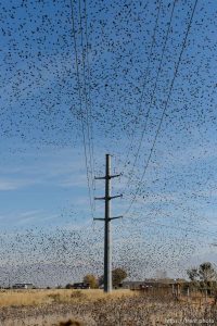 Trent Nelson  |  The Salt Lake Tribune Starlings in flight near Magna, Friday November 7, 2014.