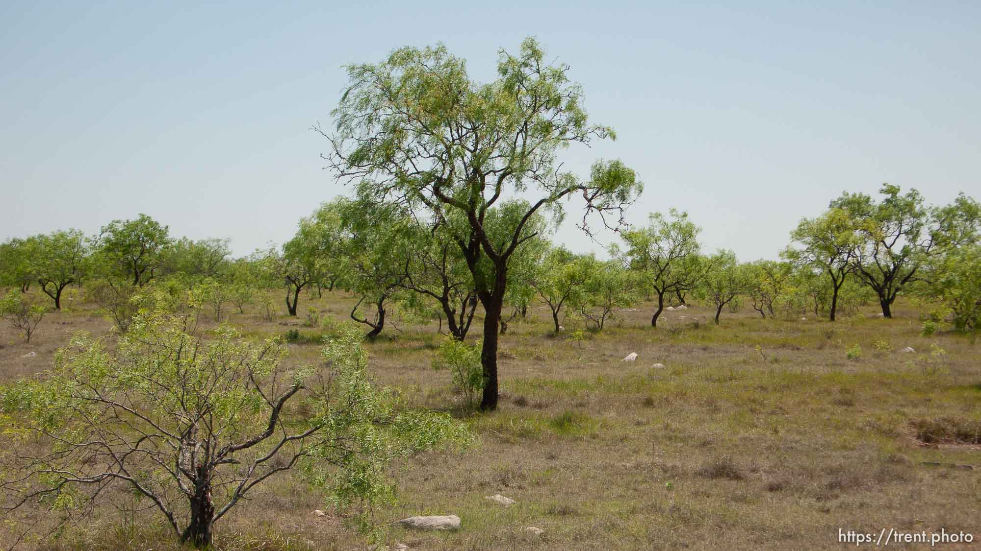 Polygamy in the American West