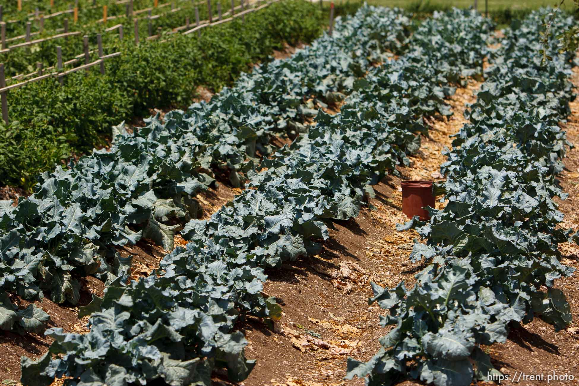 Polygamy in the American West