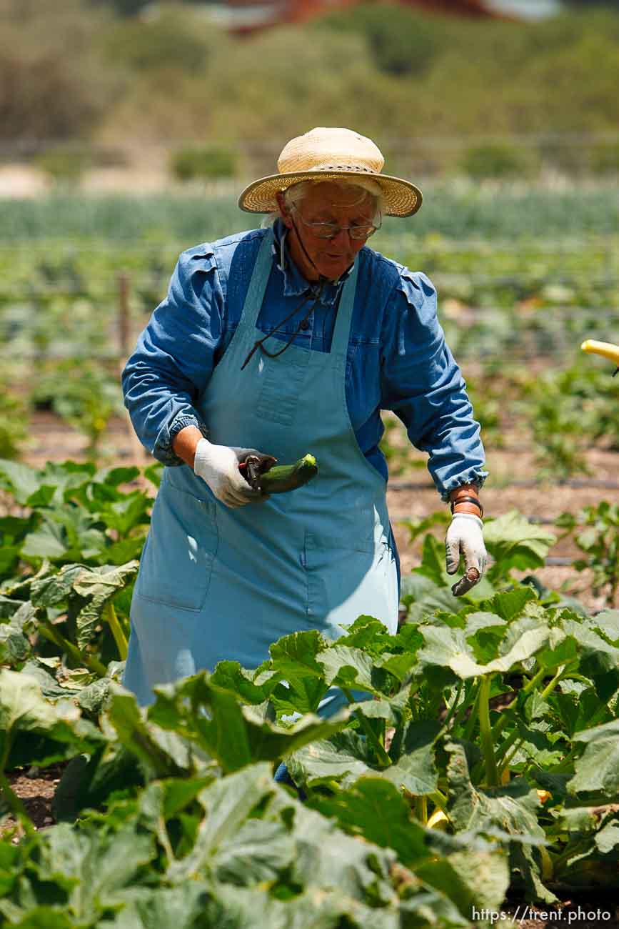 Polygamy in the American West