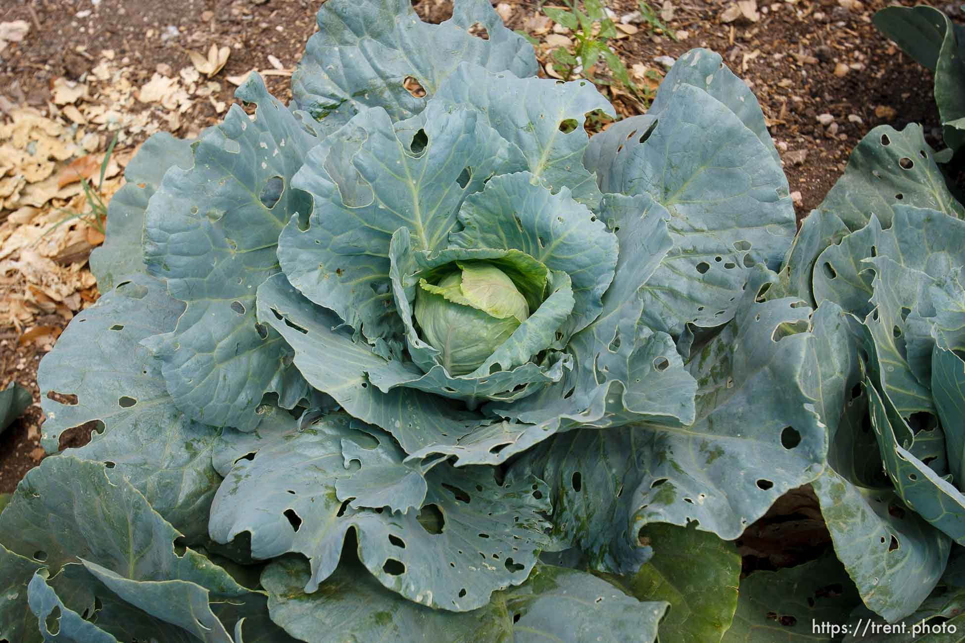 Polygamy in the American West